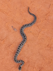 Sistrurus miliarius barbouri