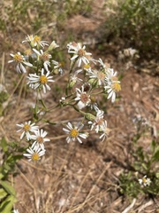 Eurybia radulina