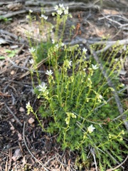 Saxifraga