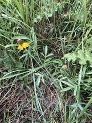 Ratibida columnifera