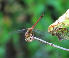 Sympetrum rubicundulum