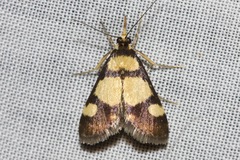 Deuterarcha xanthomela