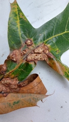 Melikaiella ostensackeni