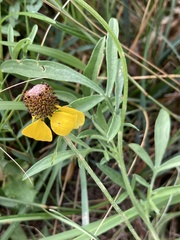 Ratibida columnifera