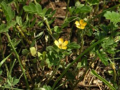 Kallstroemia parviflora