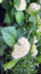 Hydrangea arborescens