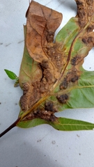 Melikaiella ostensackeni