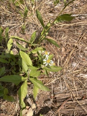 Eurybia radulina