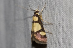 Deuterarcha xanthomela