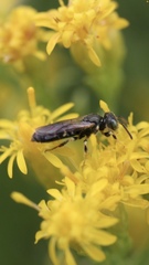 Perdita octomaculata