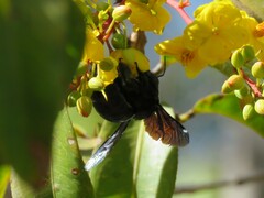 Xylocopa
