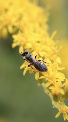 Perdita octomaculata