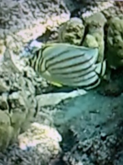 Chaetodon ornatissimus