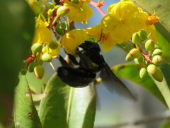 Xylocopa