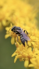 Perdita octomaculata