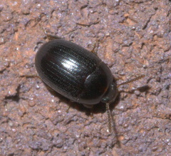 Platydema