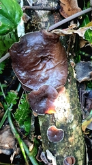 Auricularia