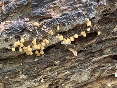Hemitrichia calyculata