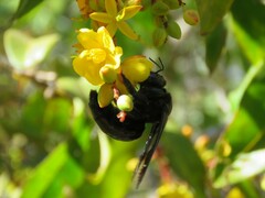 Xylocopa