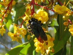 Xylocopa
