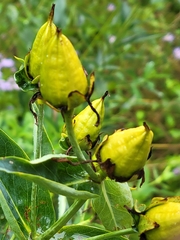 Hypericum ascyron