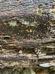 Hemitrichia calyculata