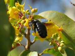 Xylocopa