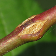 Neolasioptera nodulosa