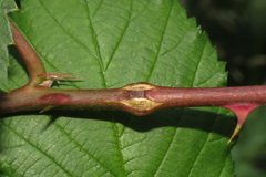 Neolasioptera nodulosa