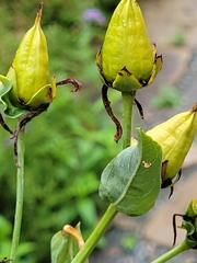 Hypericum ascyron