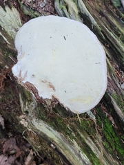 Ganoderma megaloma
