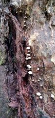 Panellus luxfilamentus