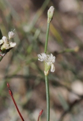 Eriogonum baileyi