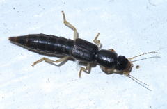 Pinophilus