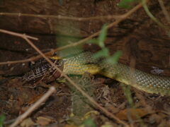 Coluber constrictor flaviventris