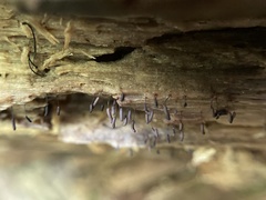 Stemonitopsis typhina