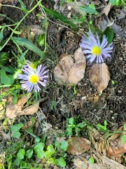 Symphyotrichum puniceum