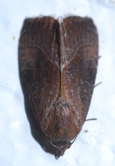 Galgula partita