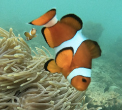 Amphiprion ocellaris