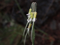 Boechera