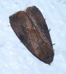 Galgula partita