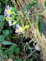 Symphyotrichum puniceum