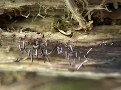 Stemonitopsis typhina