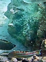 Thalassoma trilobatum