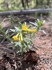 Lithospermum