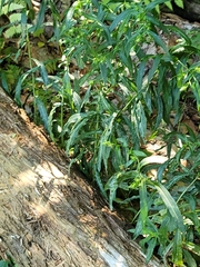 Symphyotrichum puniceum