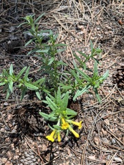 Lithospermum