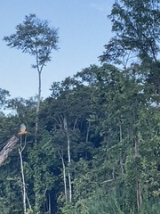 Pelargopsis capensis