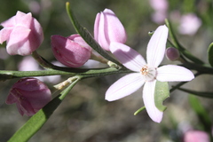 Eriostemon australasius