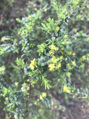 Pimelea serpyllifolia